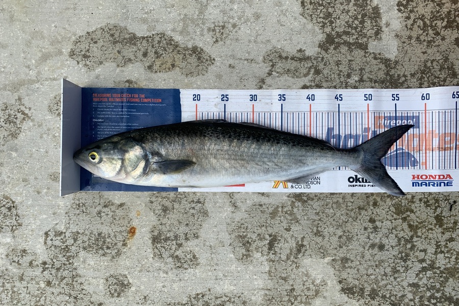 Mark Piskulic caught this 52.0cm Kahawai at Far North during The Export NZ Fishing Competition